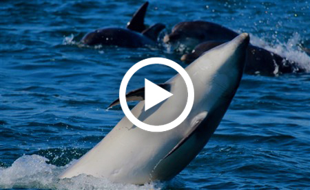 Dolphin
